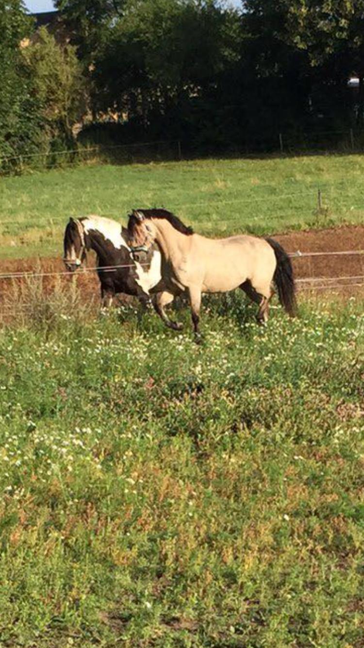 Connemara Klintlys Macoy •AFLIVET• billede 12