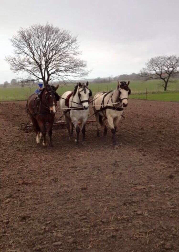 Connemara Klintlys Macoy •AFLIVET• billede 14