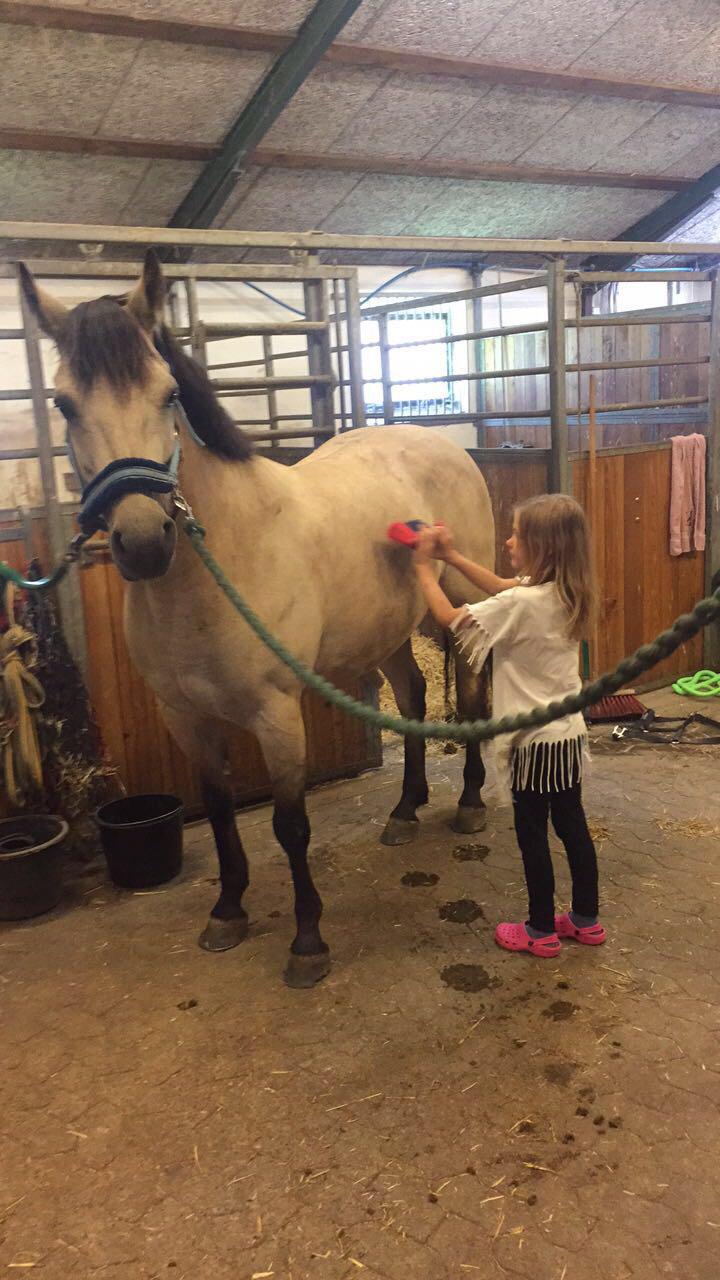 Connemara Klintlys Macoy •AFLIVET• billede 13