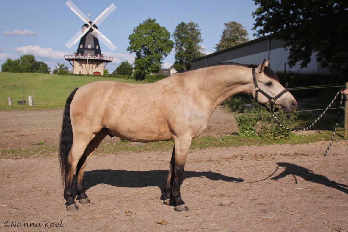 Connemara Klintlys Macoy •AFLIVET• billede 17