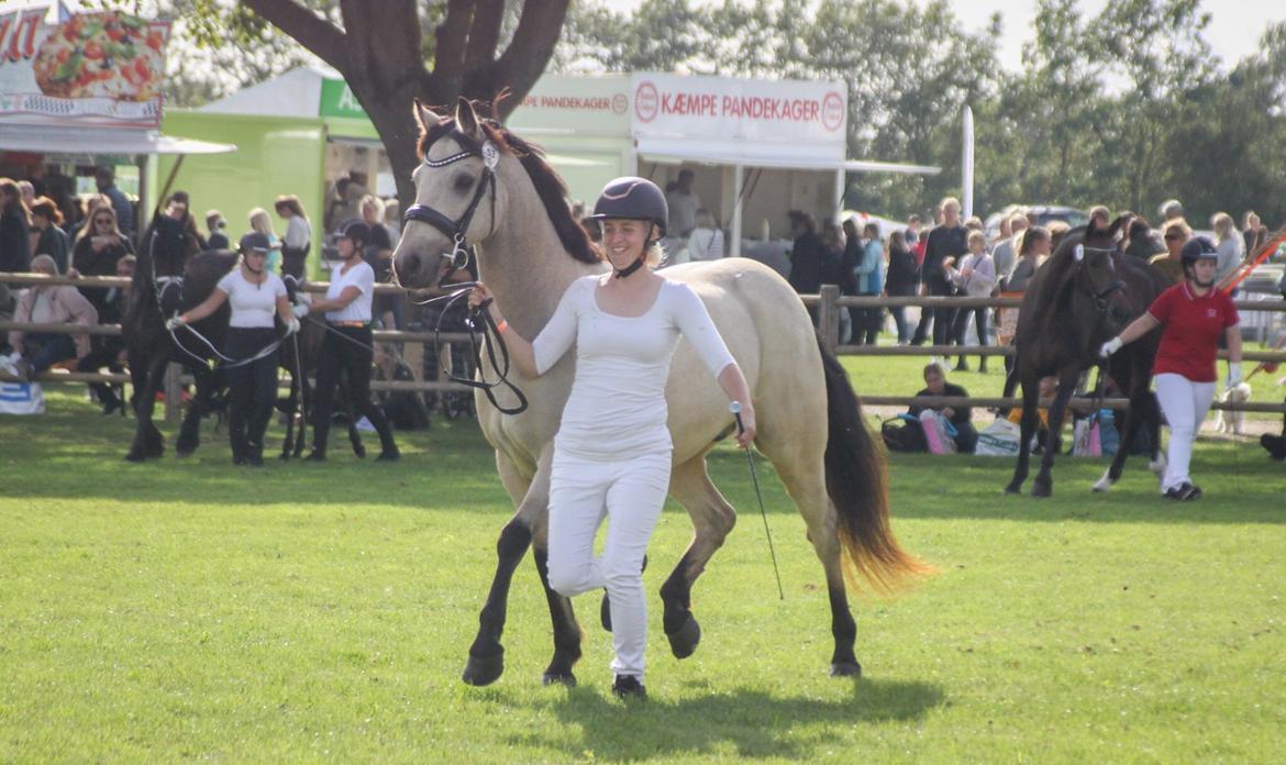 Connemara Klintlys Macoy •AFLIVET• billede 19