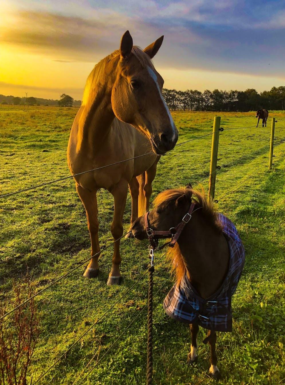 Amerikansk Miniature Teglmosens Delilah West billede 4