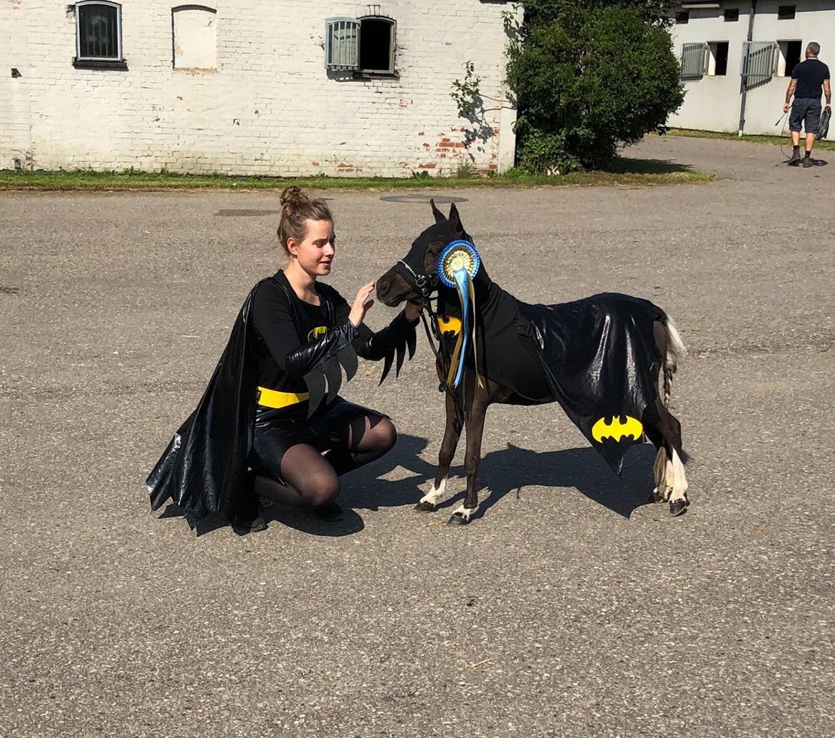 Amerikansk Miniature Teglmosens Delilah West billede 2