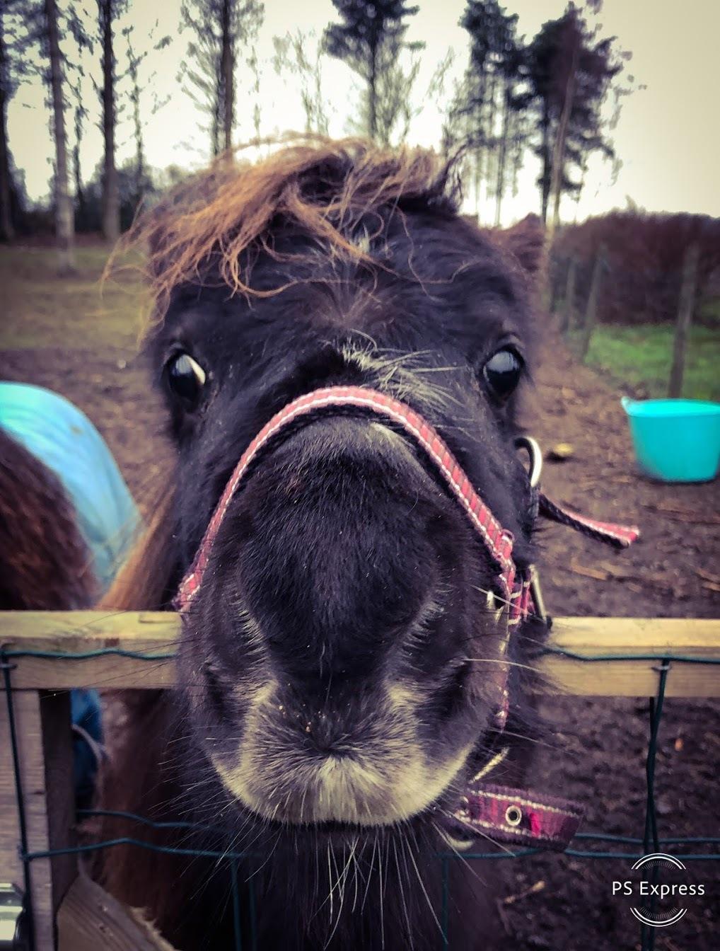 Amerikansk Miniature Teglmosens Delilah West billede 6