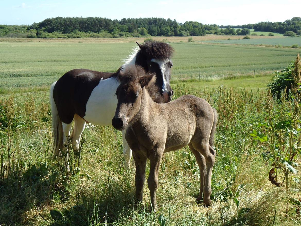 Islænder Glanni  - Glanni med sin bror 💙 billede 12