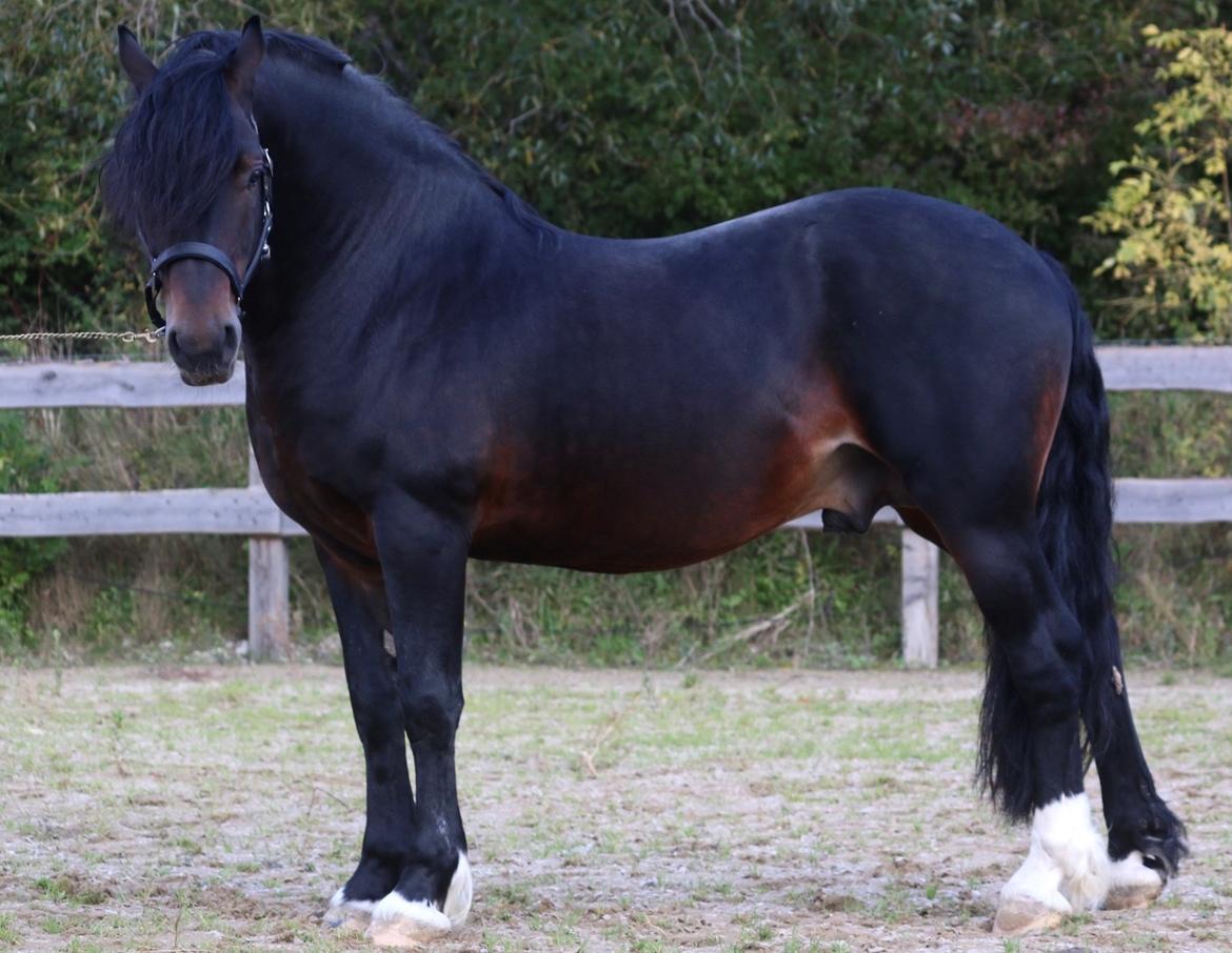 Welsh Cob (sec D) Glancerdin Macs - solgt billede 1