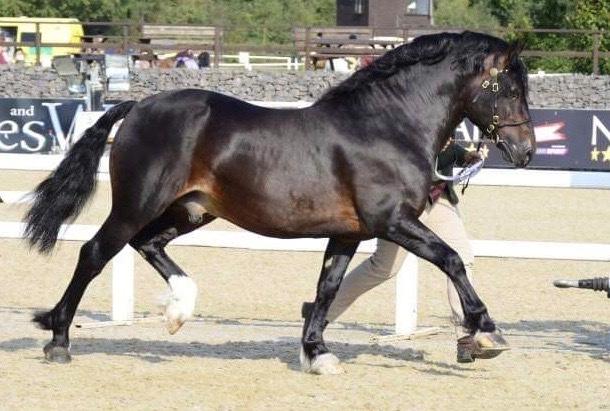 Welsh Cob (sec D) Glancerdin Macs - solgt billede 2