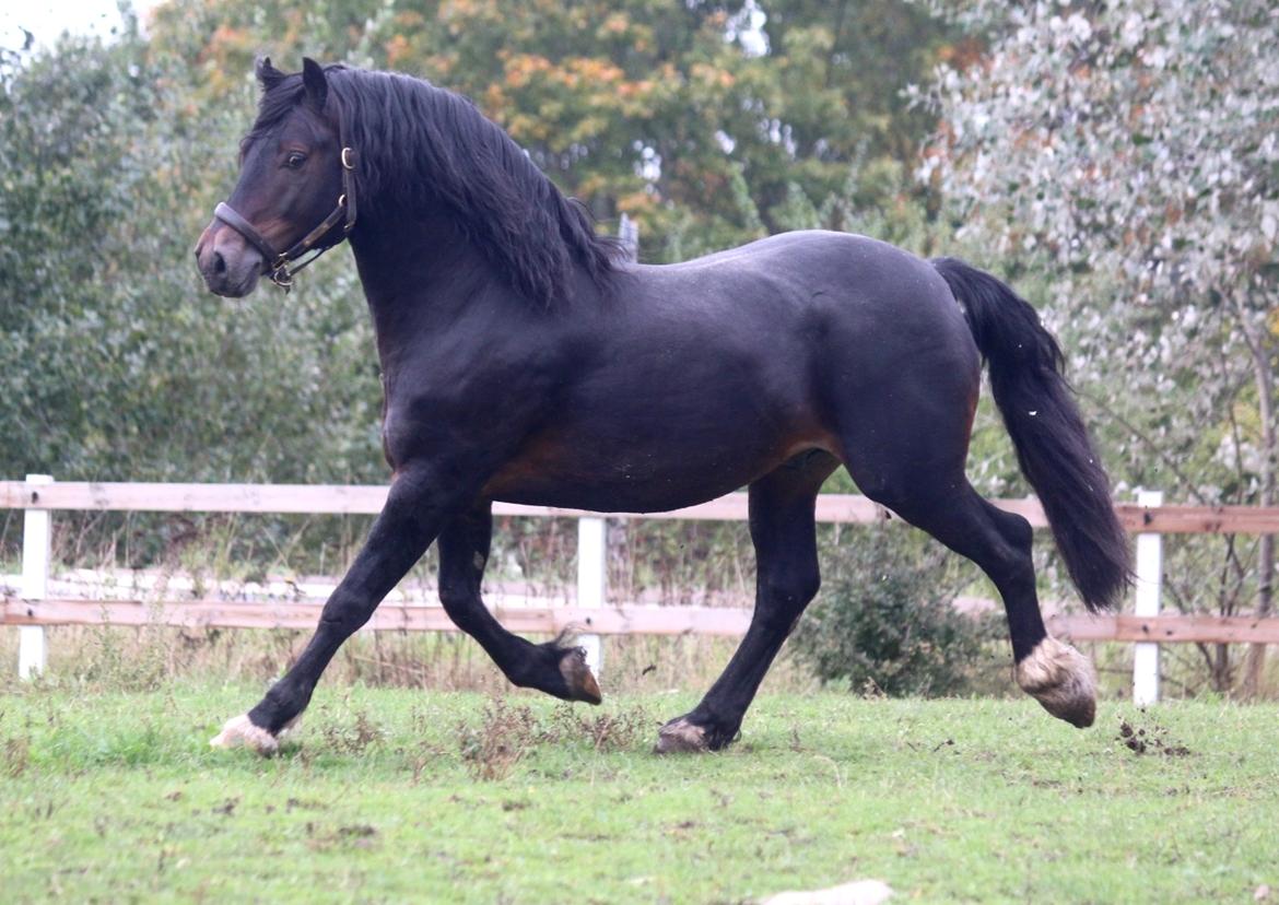 Welsh Cob (sec D) Glancerdin Macs - solgt billede 5