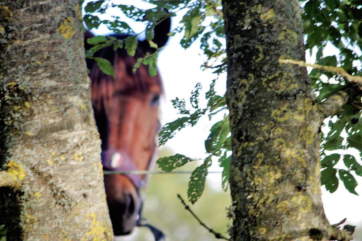 Traver Oasis Simoni billede 20