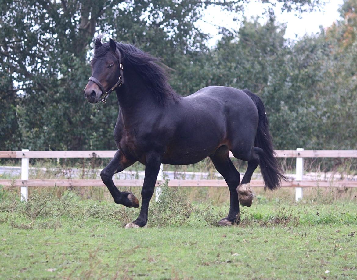 Welsh Cob (sec D) Glancerdin Macs - solgt billede 6