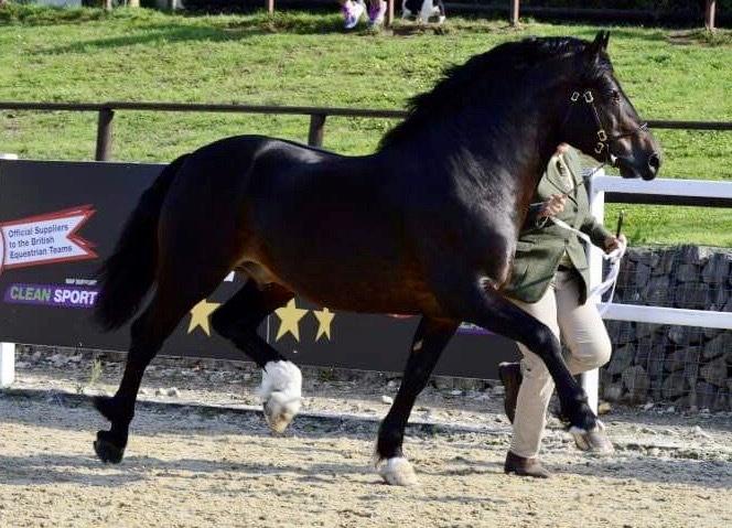 Welsh Cob (sec D) Glancerdin Macs - solgt billede 7