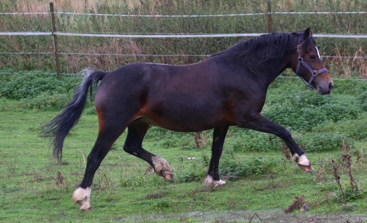 Welsh Cob (sec D) Trevallion Lulu - RIP billede 5