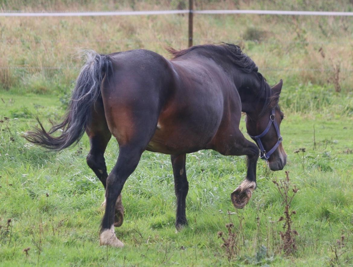 Welsh Cob (sec D) Trevallion Lulu - RIP billede 7