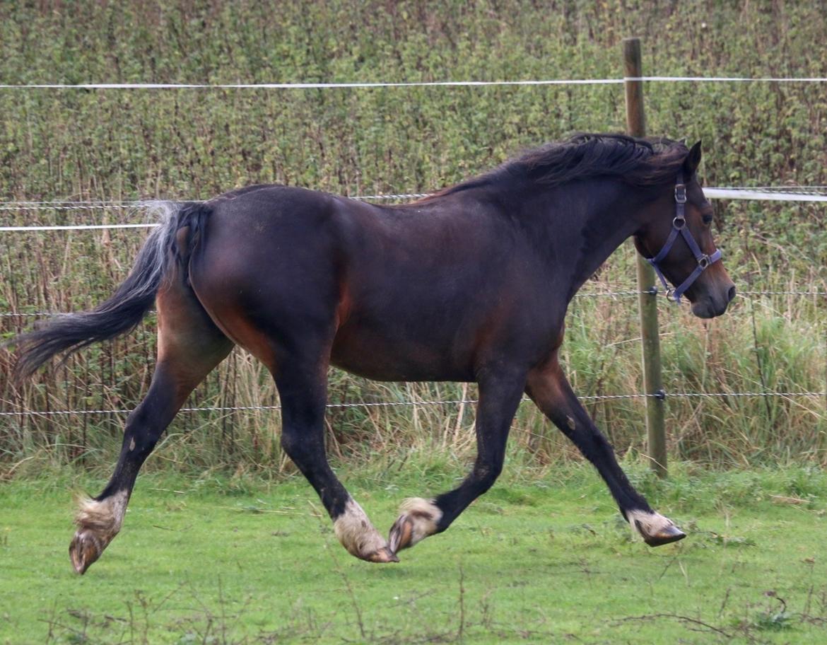 Welsh Cob (sec D) Trevallion Lulu - RIP billede 8