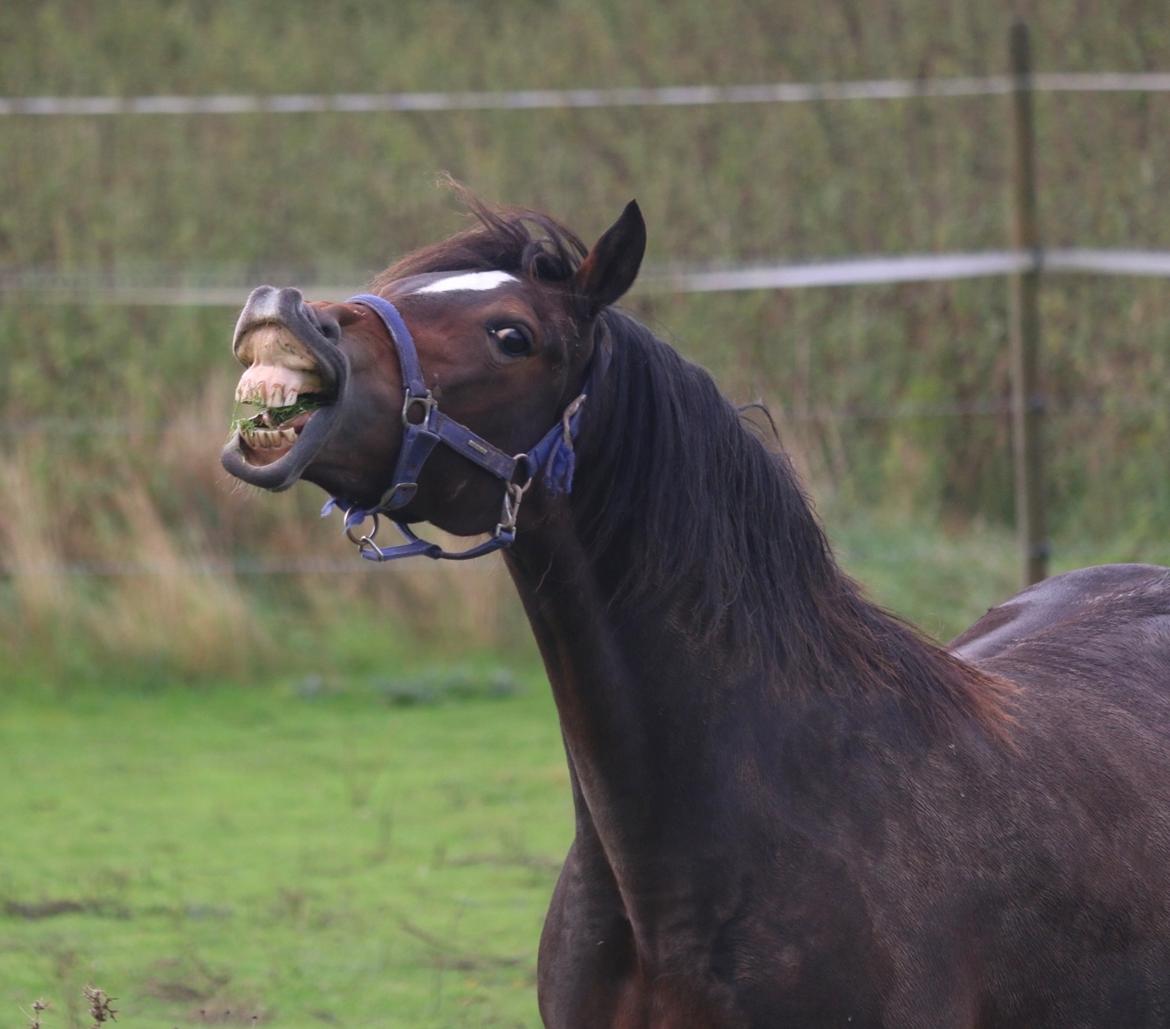 Welsh Cob (sec D) Trevallion Lulu - RIP billede 1