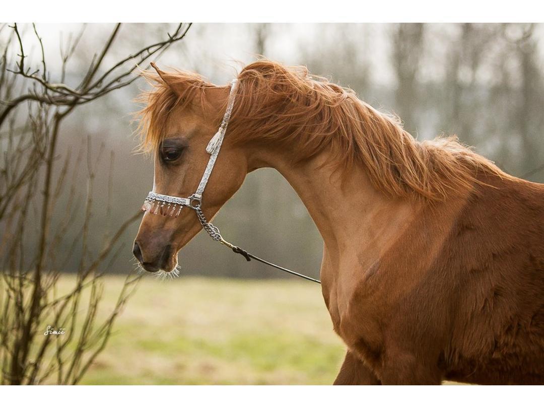 Arabisk fuldblod (OX) Ivalina Wind billede 23