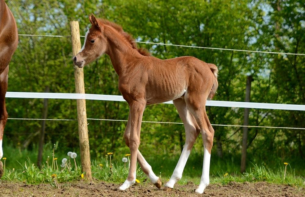 Arabisk fuldblod (OX) Ivalina Wind billede 29
