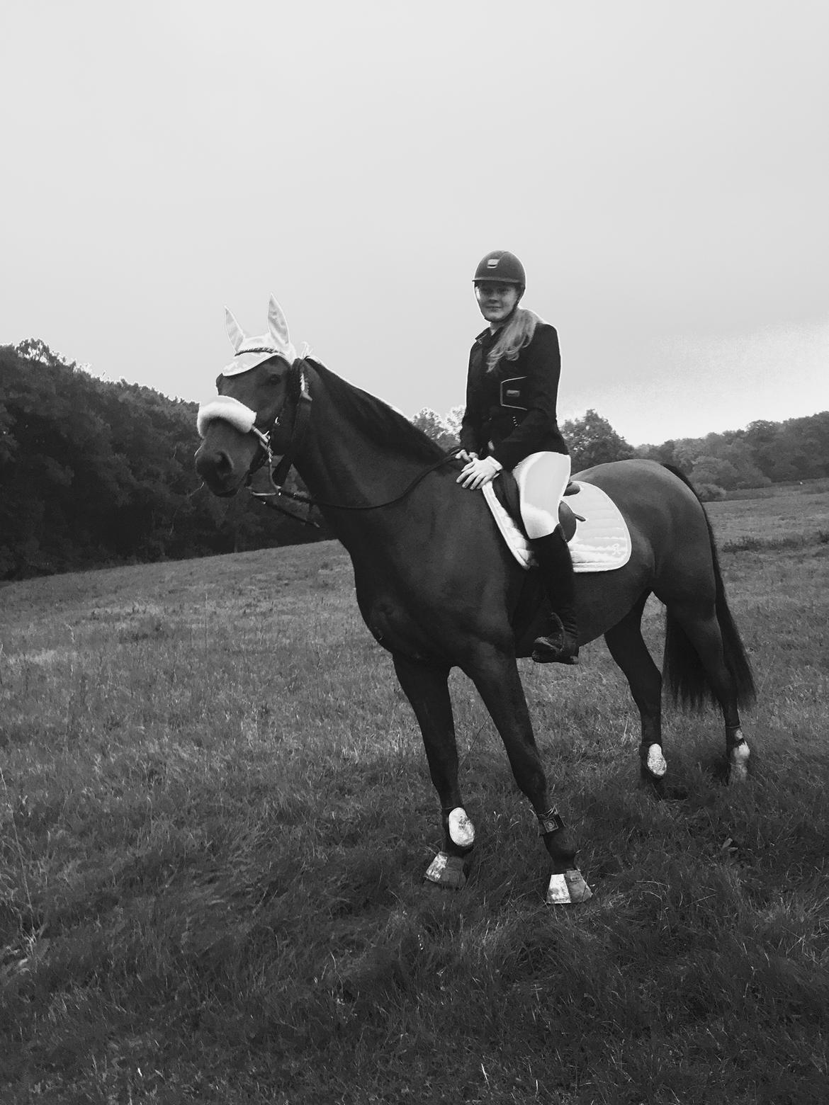 Dansk Varmblod Times square billede 10