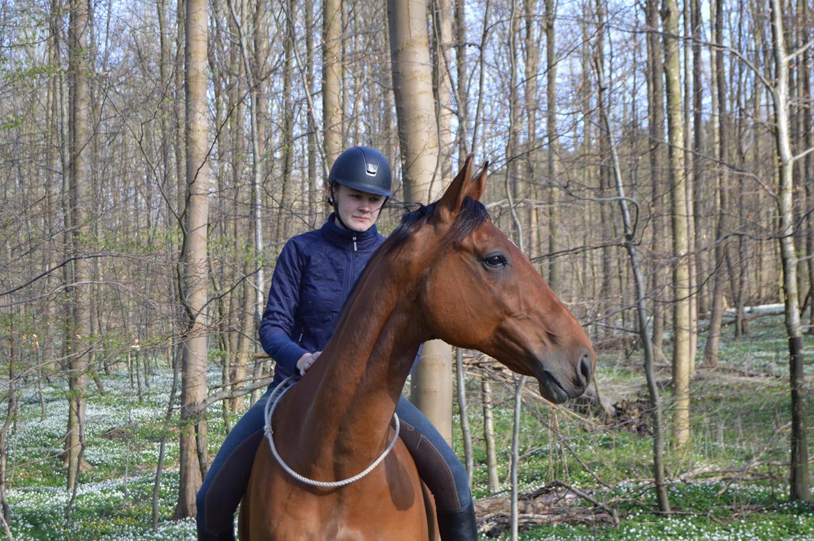 Dansk Varmblod Times square billede 14