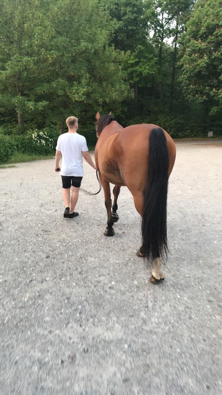 Dansk Varmblod Times square billede 17