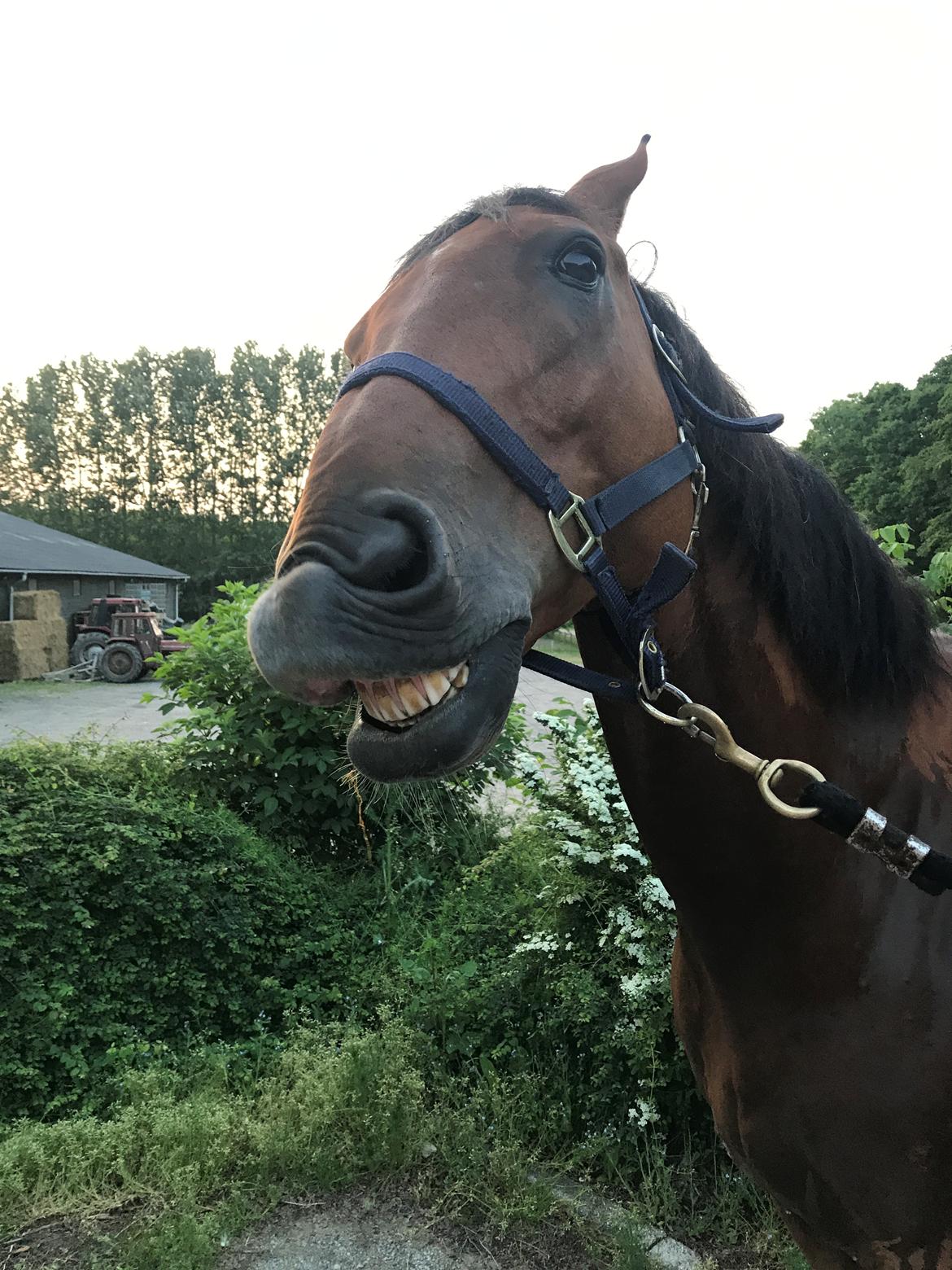 Dansk Varmblod Times square billede 18