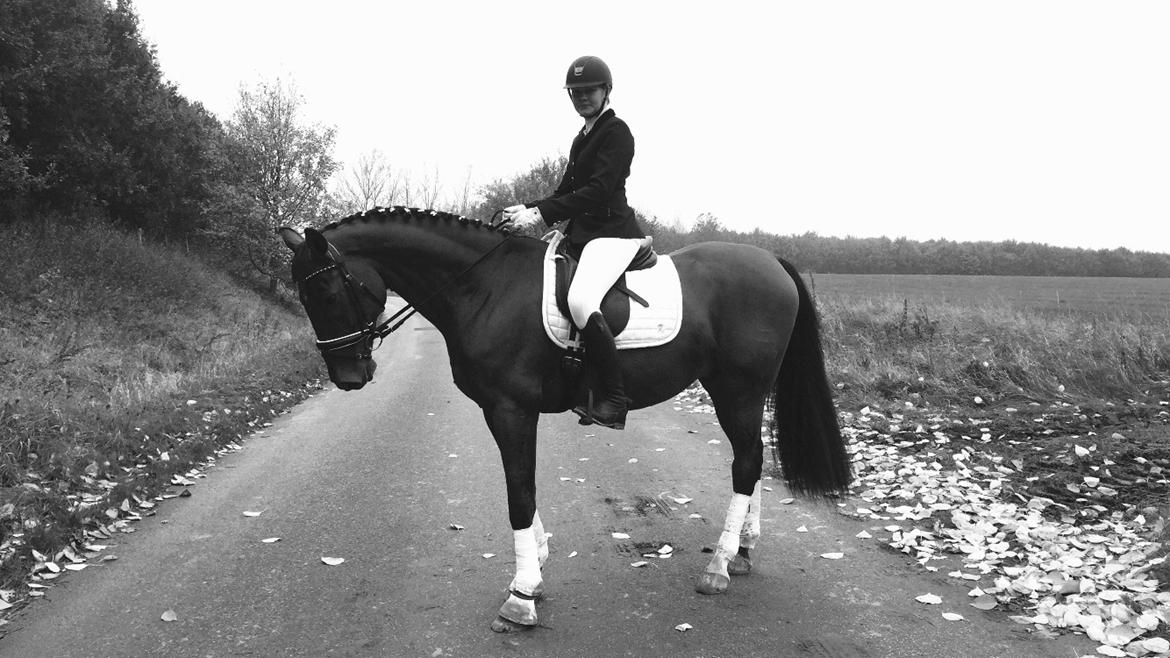 Dansk Varmblod Times square billede 11