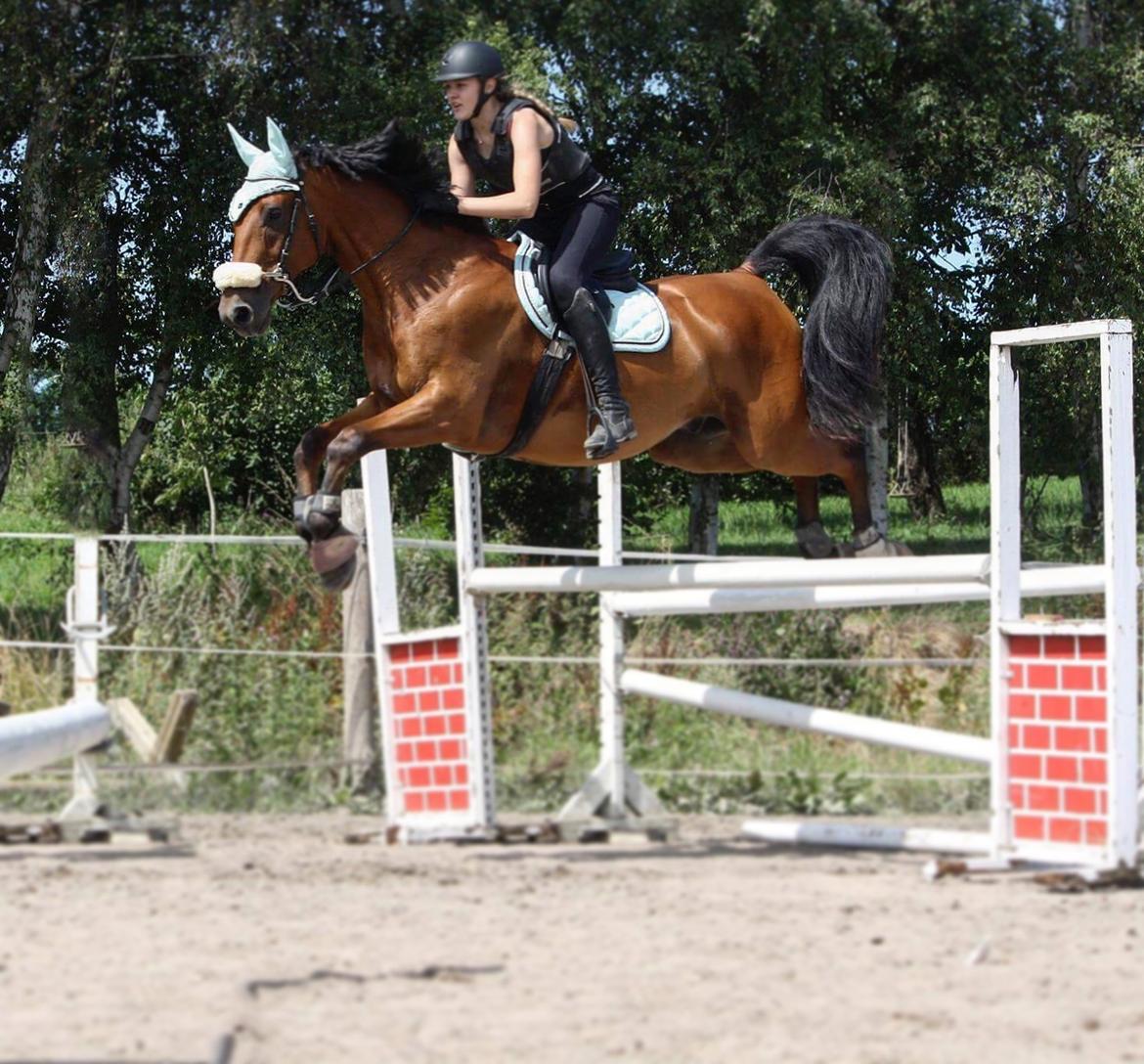 Dansk Varmblod Times square billede 19