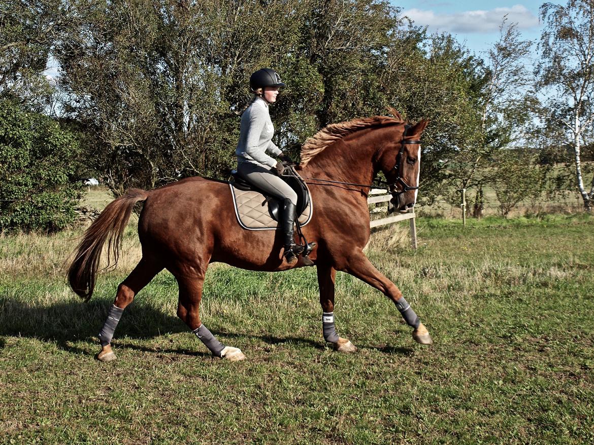 Dansk Varmblod Sølbech's romeo billede 1