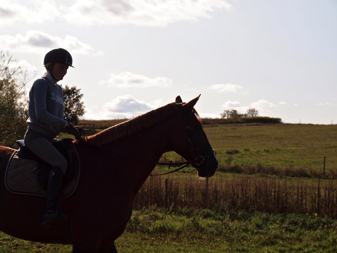 Dansk Varmblod Sølbech's romeo billede 2
