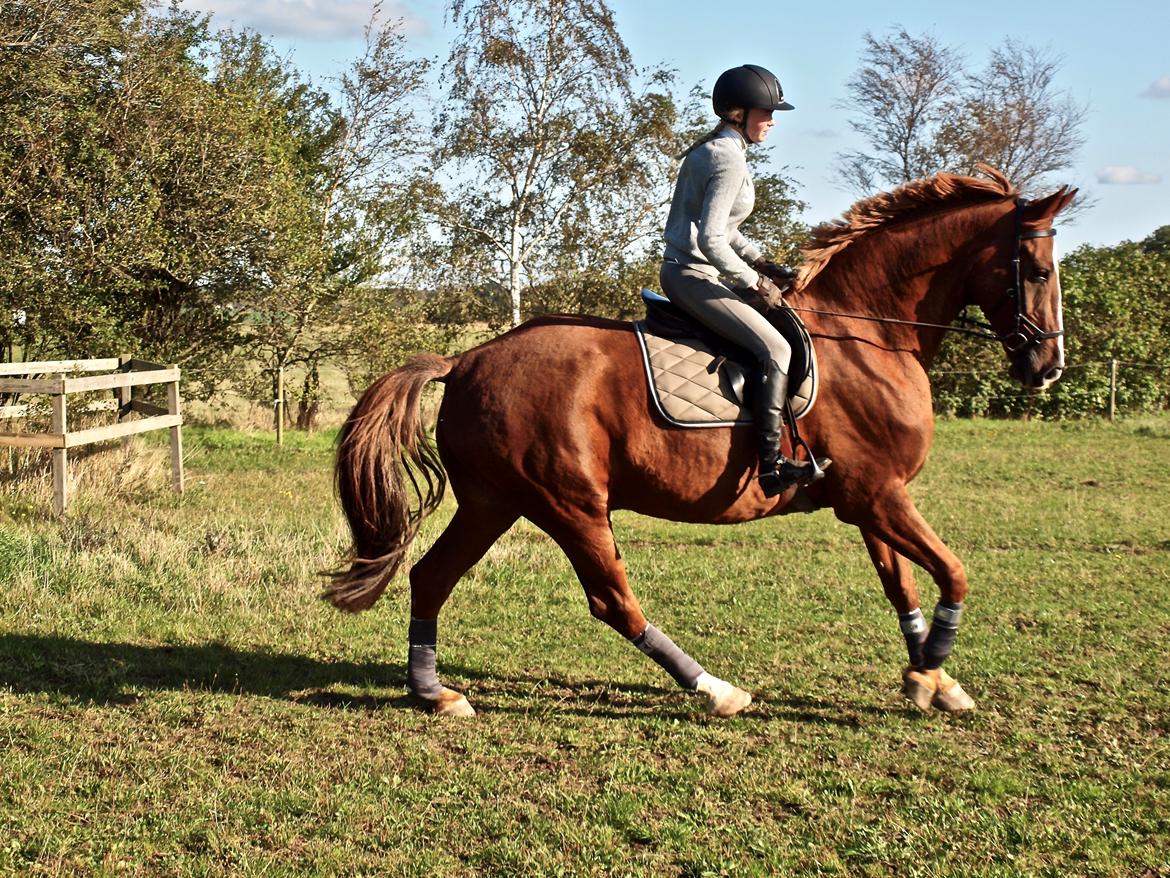 Dansk Varmblod Sølbech's romeo billede 3