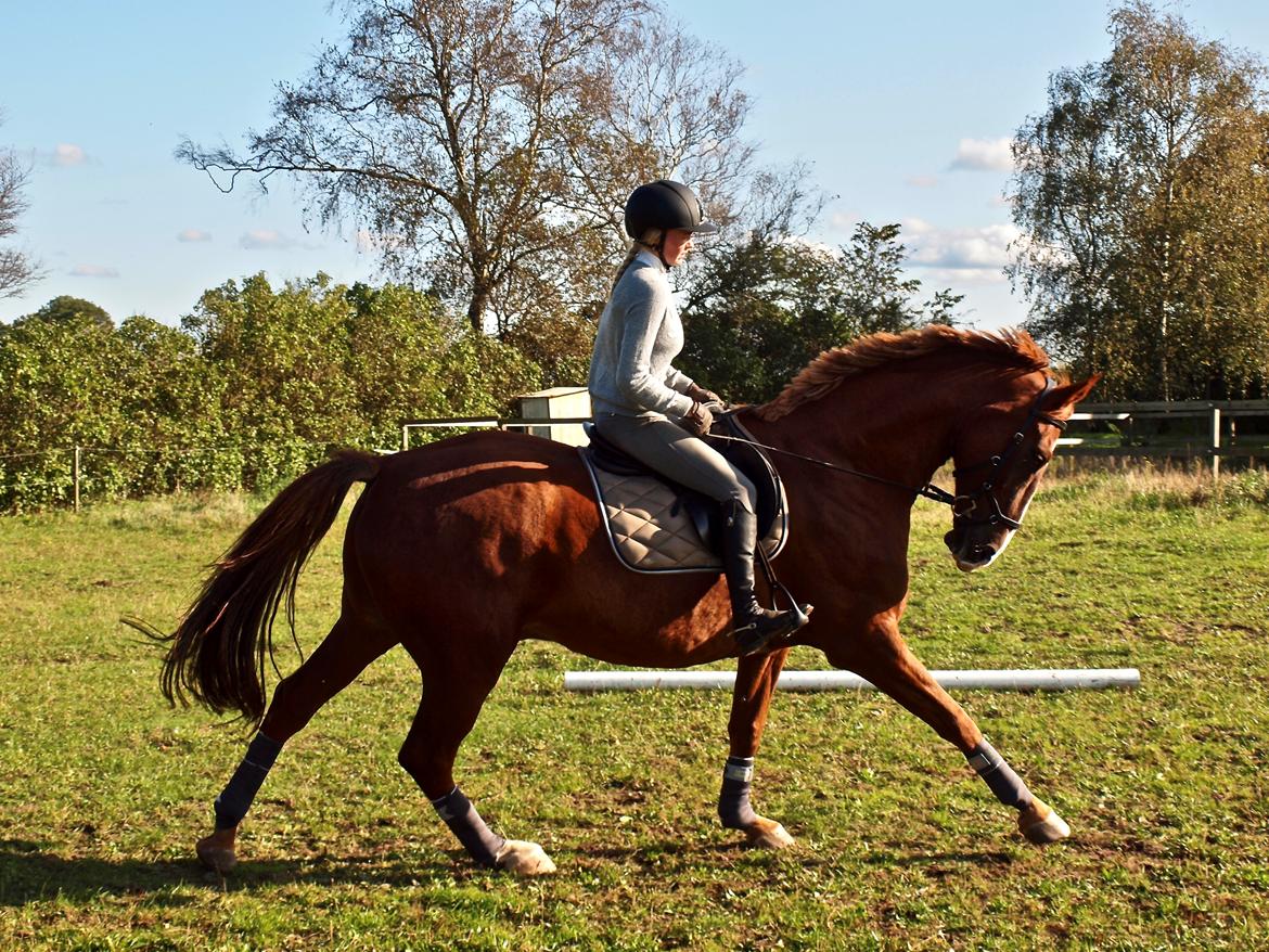 Dansk Varmblod Sølbech's romeo billede 4