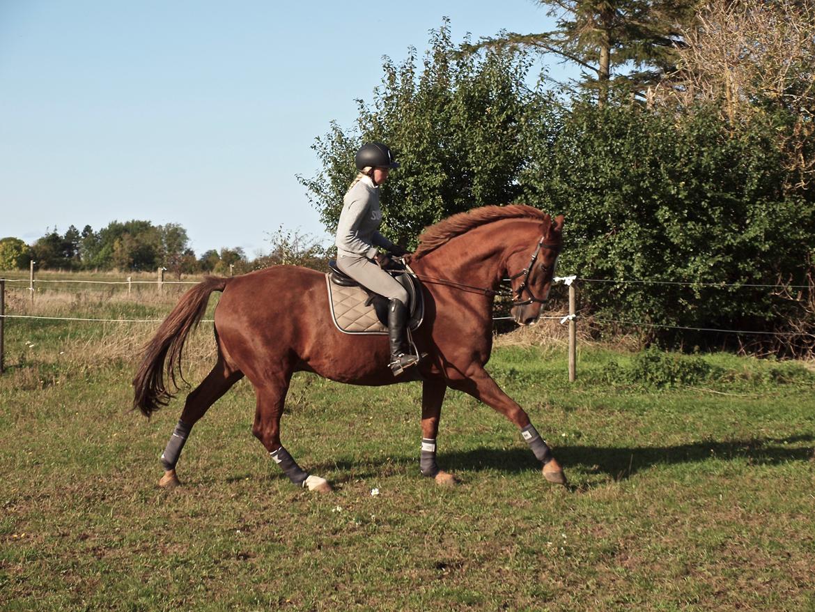 Dansk Varmblod Sølbech's romeo billede 5