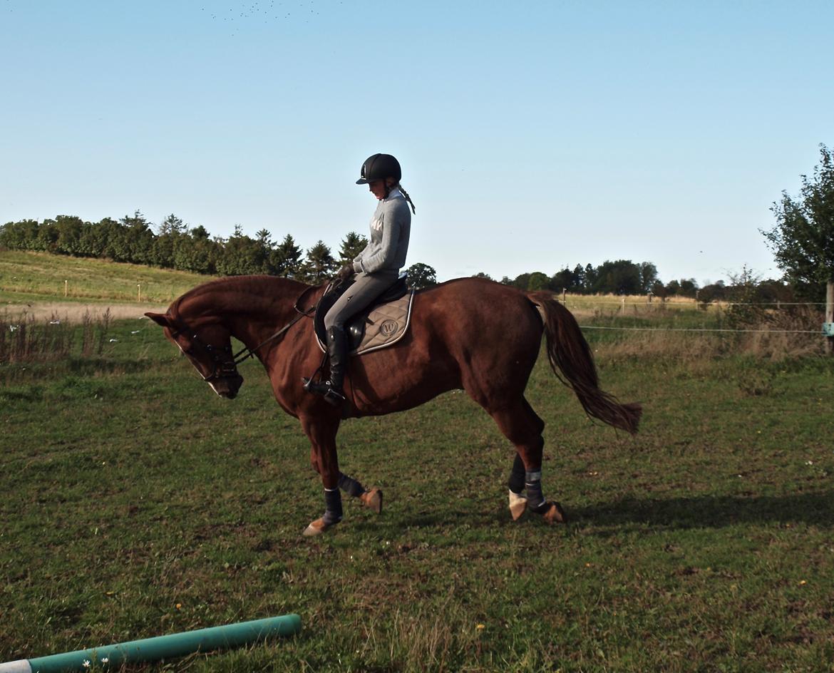 Dansk Varmblod Sølbech's romeo billede 6