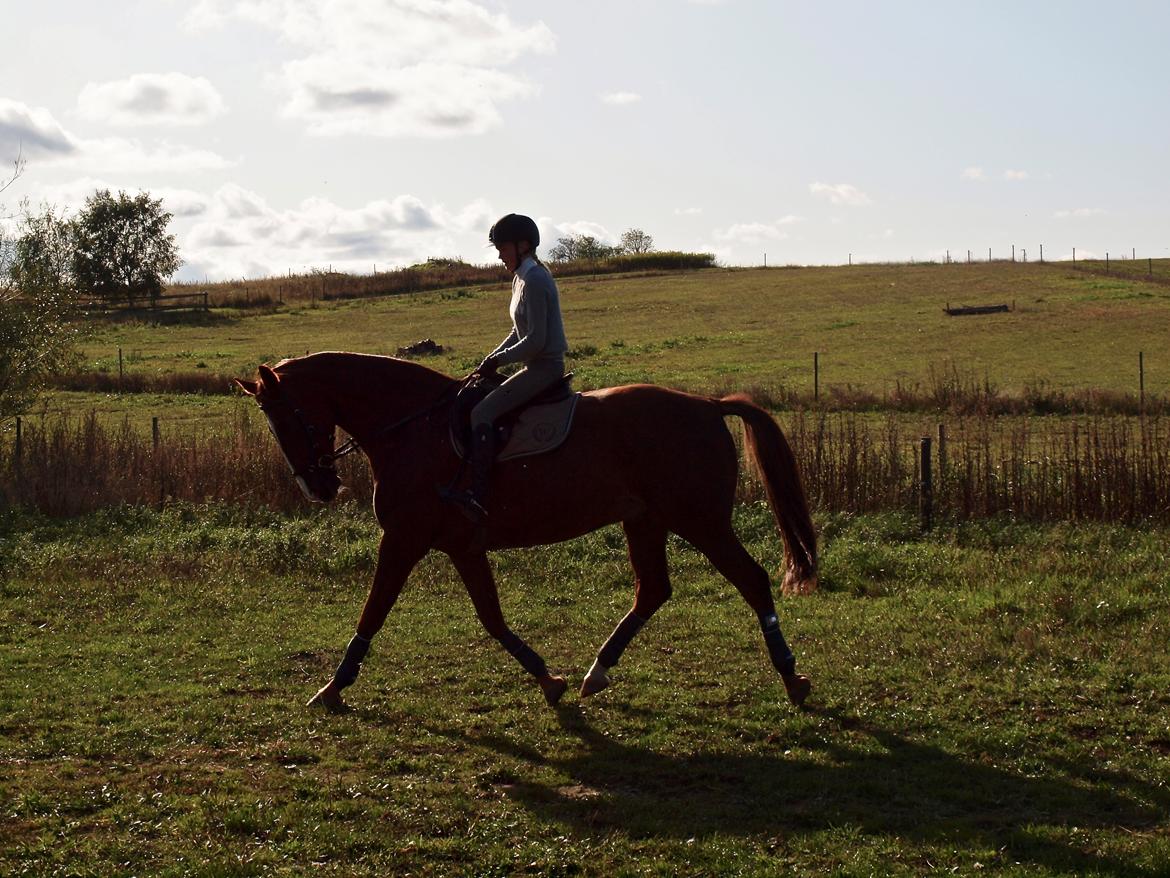 Dansk Varmblod Sølbech's romeo billede 7
