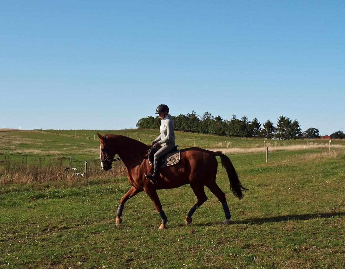 Dansk Varmblod Sølbech's romeo billede 8