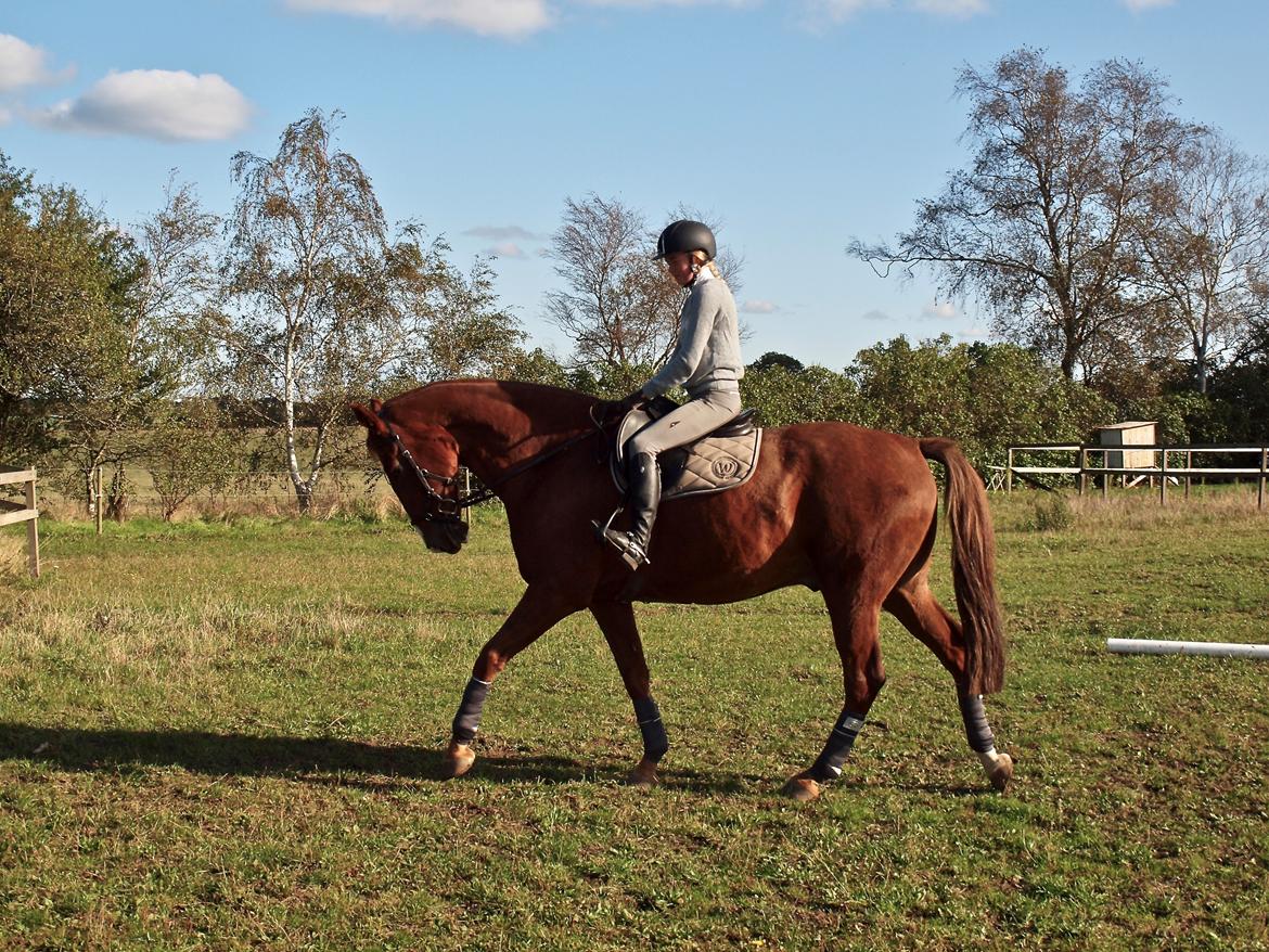 Dansk Varmblod Sølbech's romeo billede 9