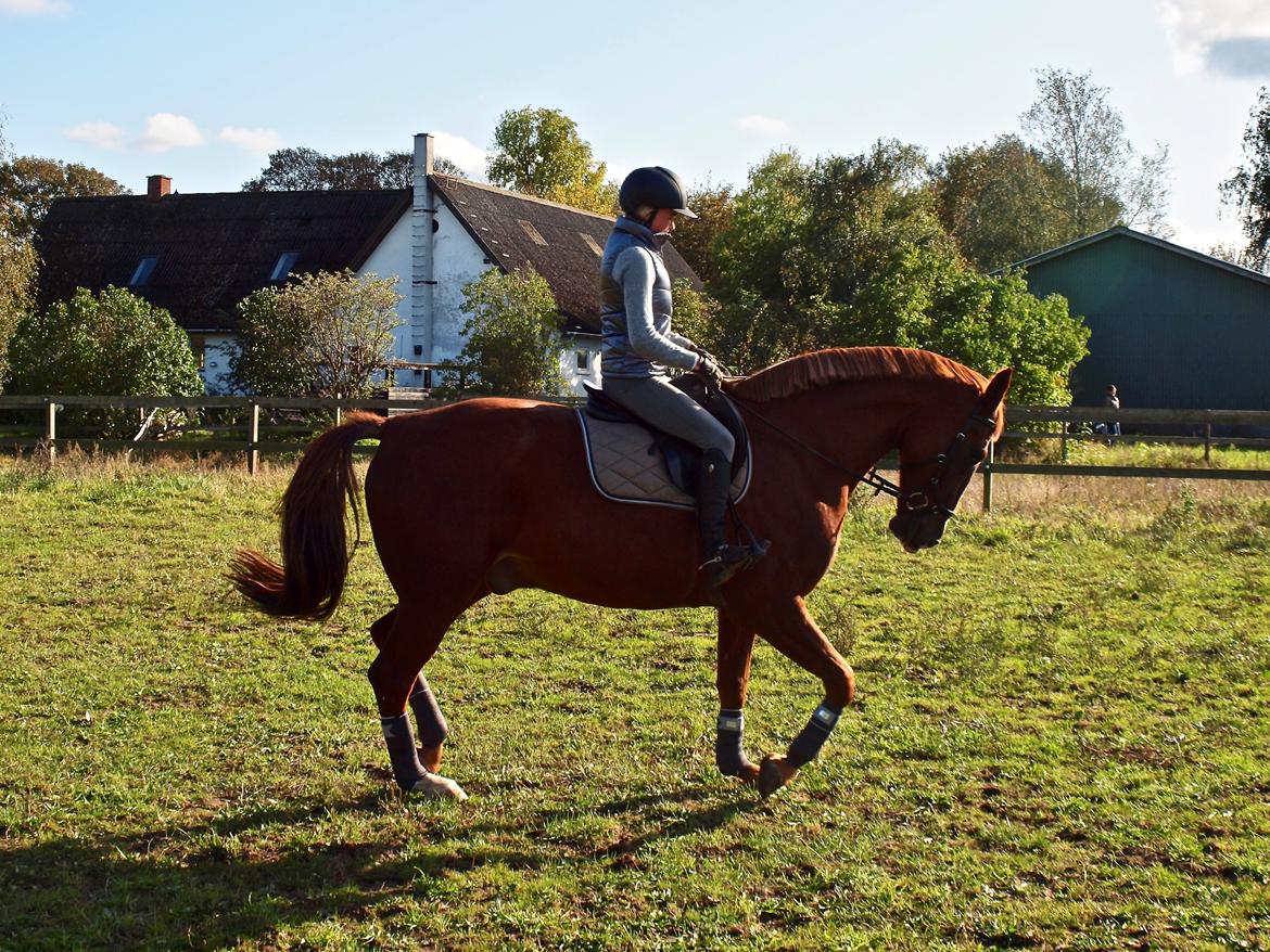 Dansk Varmblod Sølbech's romeo billede 10