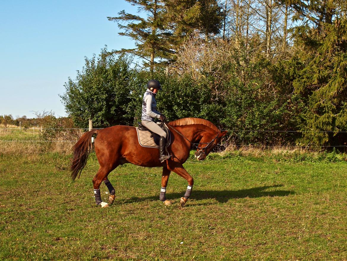 Dansk Varmblod Sølbech's romeo billede 11