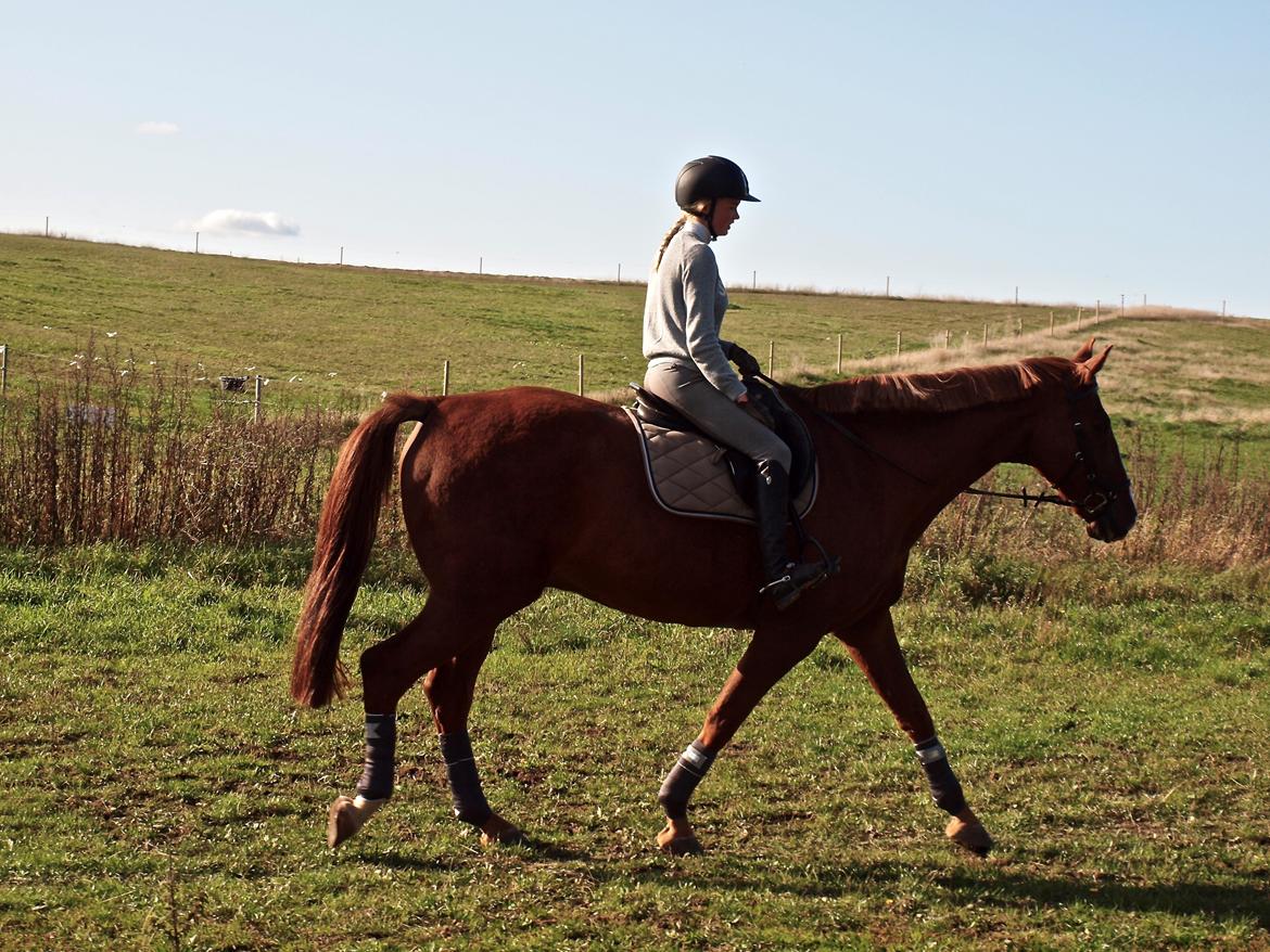 Dansk Varmblod Sølbech's romeo billede 12