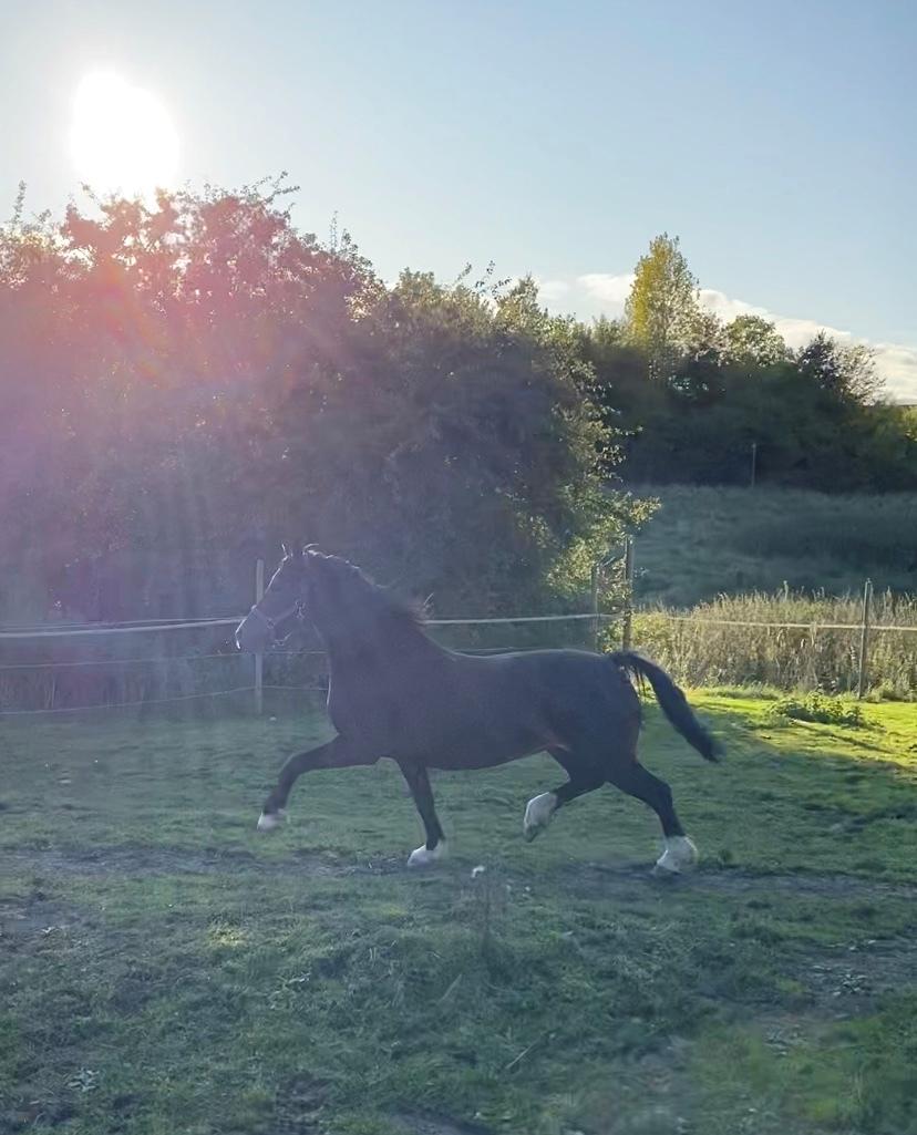Welsh Cob (sec D) Trevallion Lulu - RIP billede 11