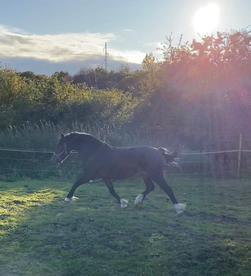 Welsh Cob (sec D) Trevallion Lulu - RIP billede 10