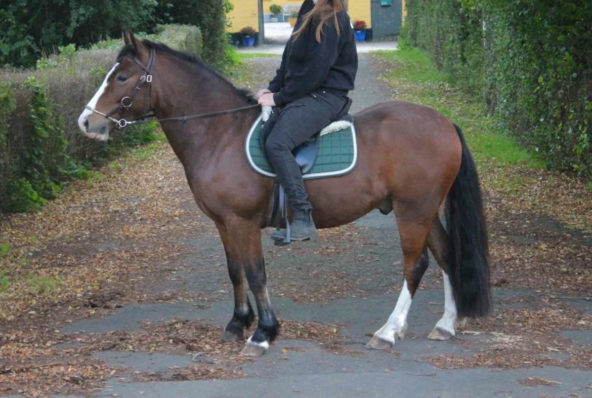 Welsh Pony af Cob-type (sec C) Flynn Rider billede 41