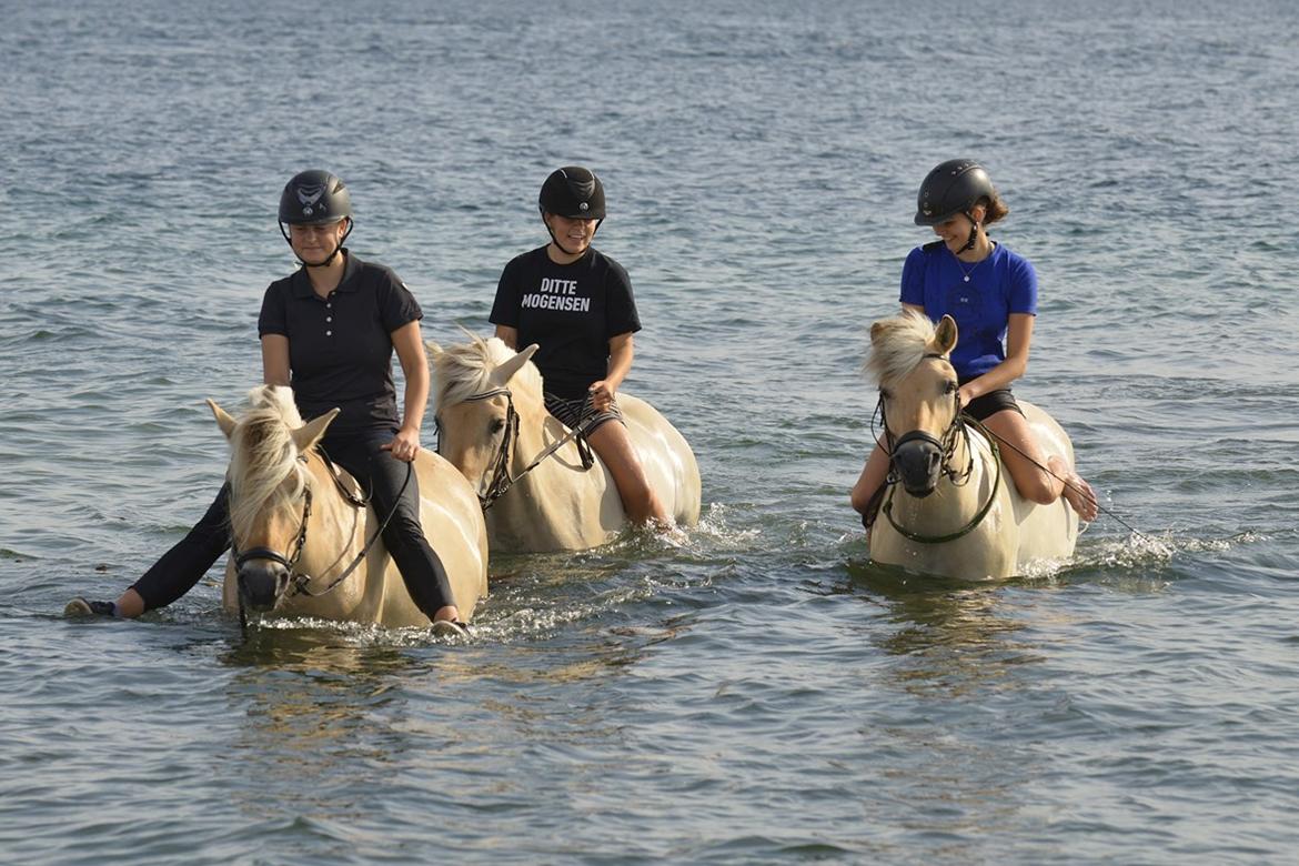 Fjordhest Glibings Haust billede 8