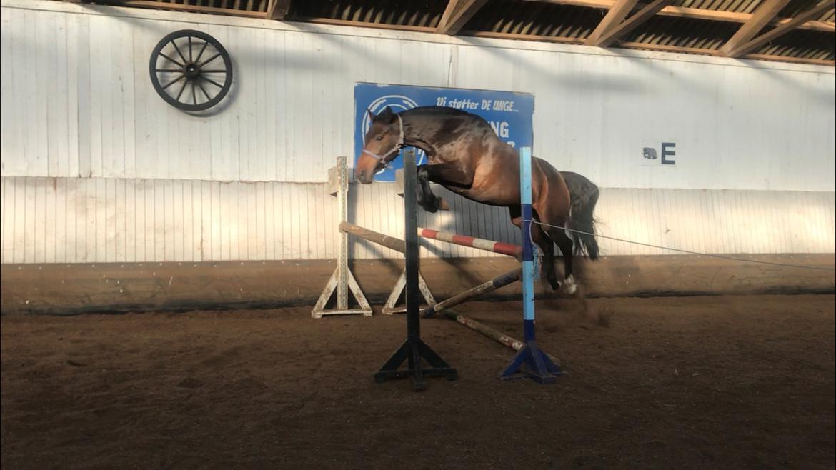 Anden særlig race Montana billede 26