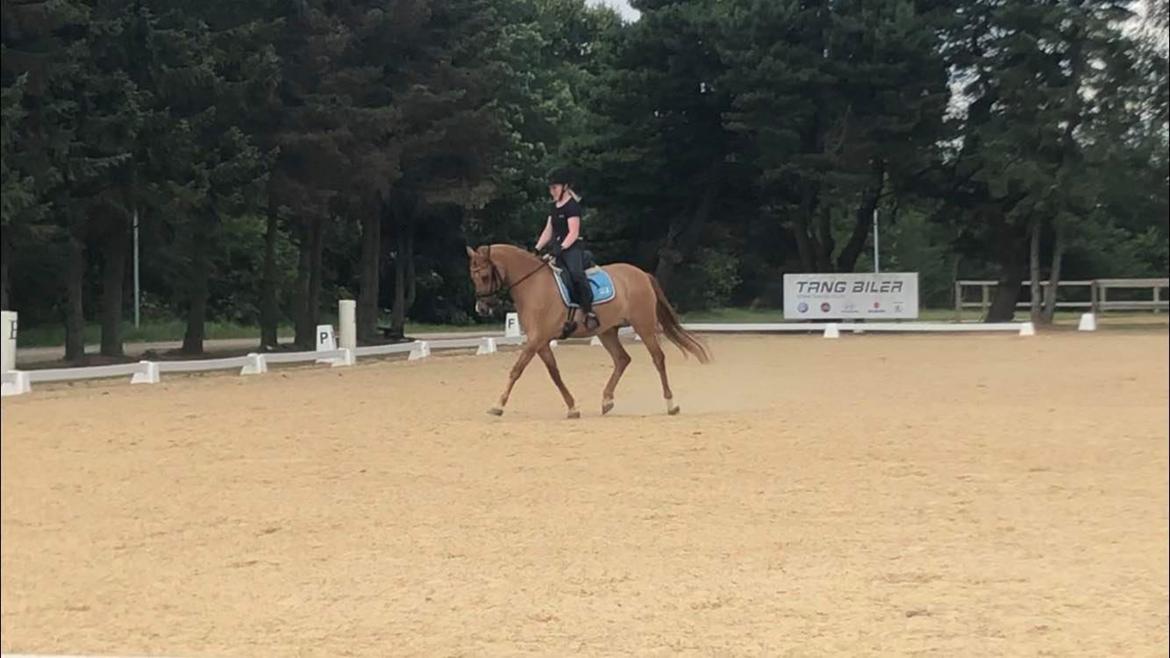 DSP Malu (solgt) billede 5