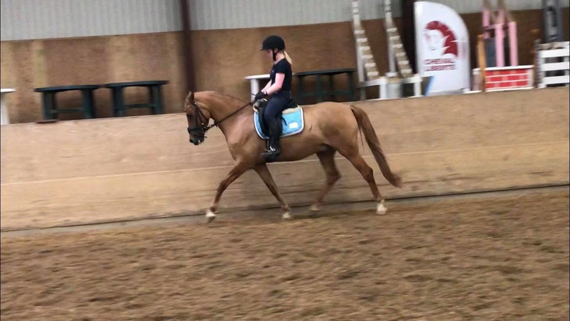 DSP Malu (solgt) billede 2