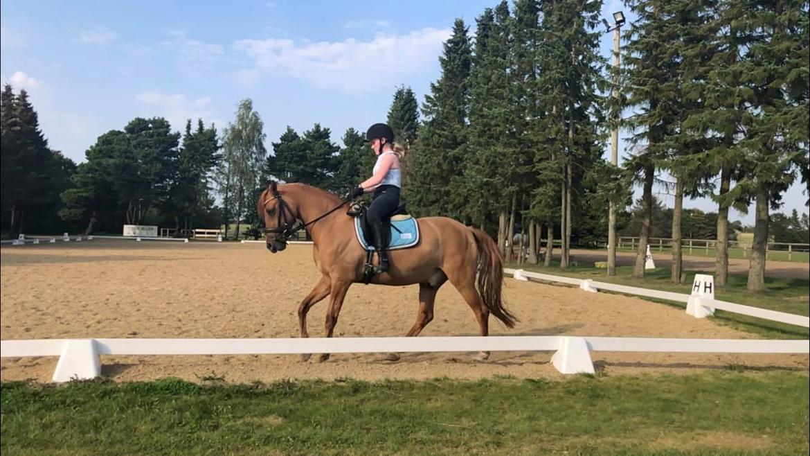 DSP Malu (solgt) billede 8