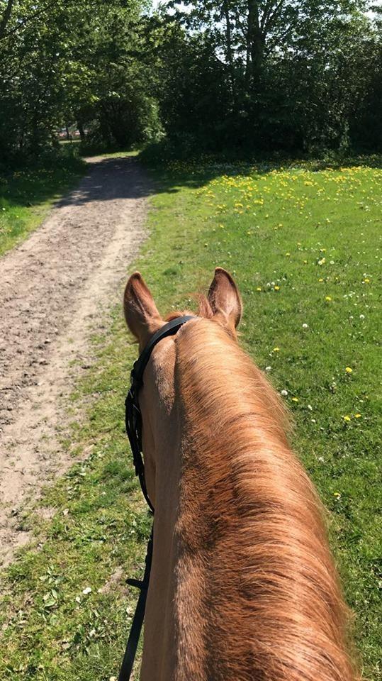 DSP Malu (solgt) billede 11