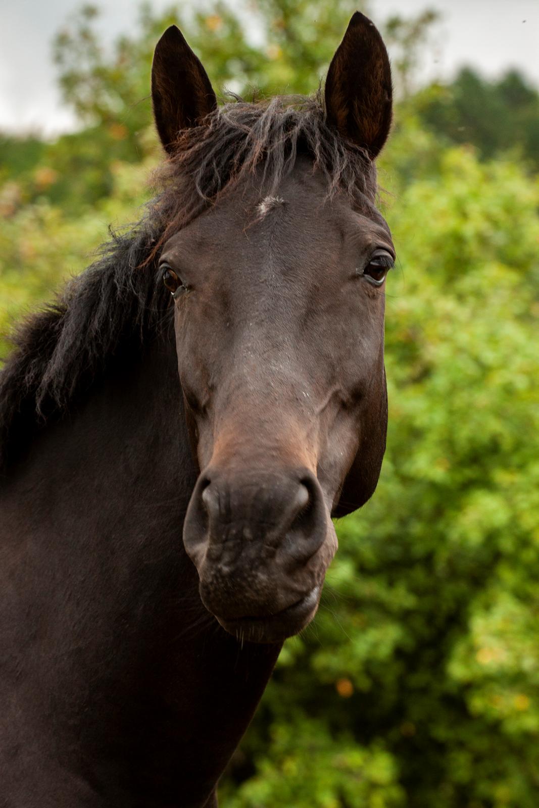Oldenborg PATINA'S POWER GIRL solgt billede 14