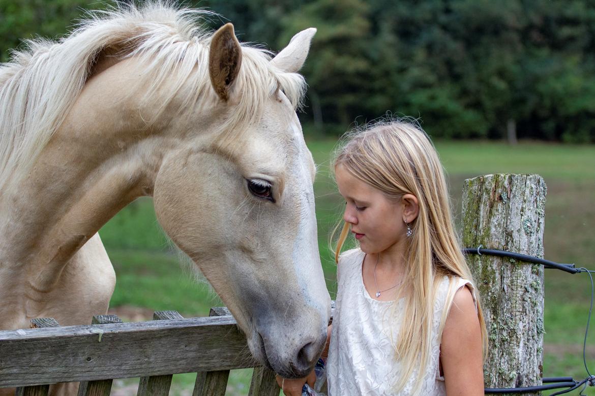 Palomino Miss sunshine *SOLGT* billede 14